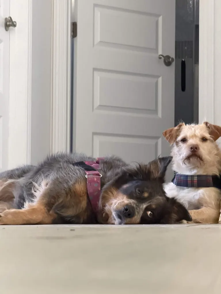 Emma and Toto, Tony’s two rescue dogs, resting together at home.